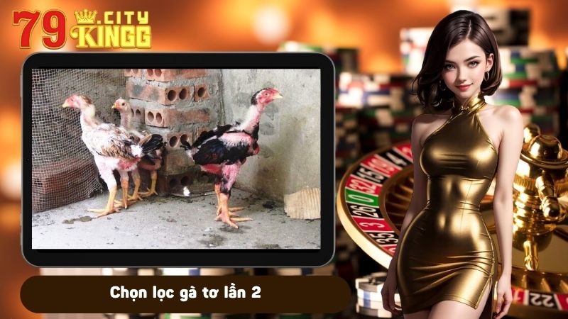 Chọn lọc gà tơ lần 2