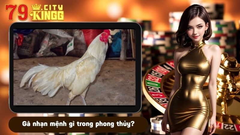 Gà nhạn mệnh gì trong phong thủy?