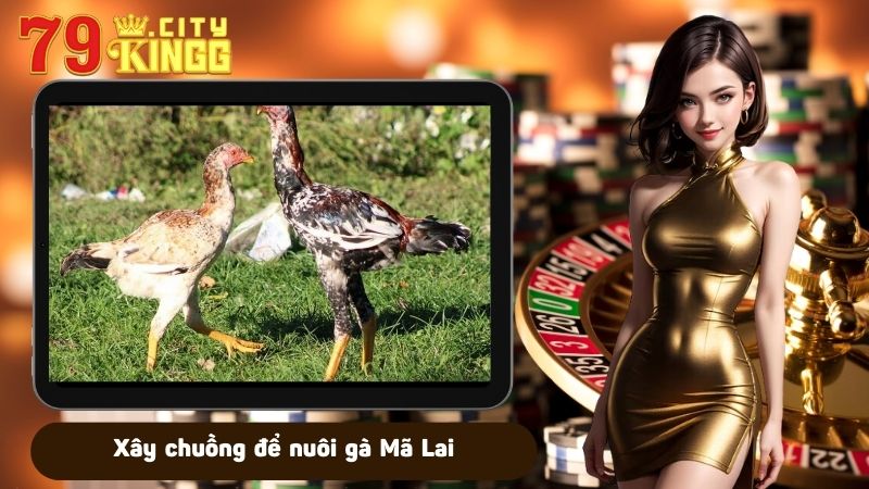 Xây chuồng để nuôi gà Mã Lai