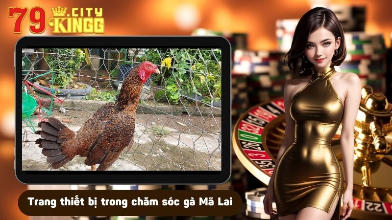 Trang thiết bị dùng trong cách chăm sóc gà Mã Lai siêu chuẩn