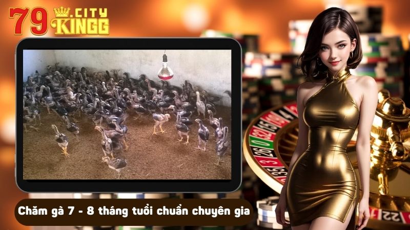 Chăm gà 7 - 8 tháng tuổi chuẩn chuyên gia